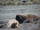 Lobos marinos en Punta Norte, Península Valdés