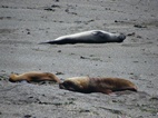 Dos lobos marinos y un elefante marino en Punta Norte, Península Valdés