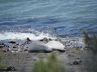 Pareja de elefantes marinos en Punta Norte, Península Valdés
