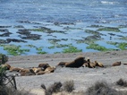 Colonia de lobos marinos en Punta Norte, Península Valdés