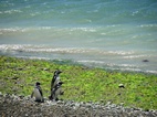 Pingüinera en Caleta Valdes