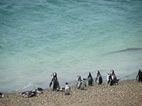 Pingüinera en Caleta Valdes