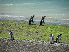 Pingüinera en Caleta Valdes