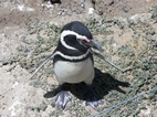 Pingüinera en Caleta Valdes