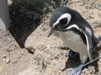Pingüinera en Caleta Valdes
