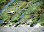 Colonia de elefantes marinos en Caleta Valdes