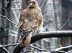 Aguilucho macho, Parque Nacional Torres del Paine