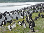 Colonia de pingüinos en Isla Martillo, Ushuaia
