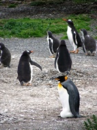 Colonia de ping&uuml;inos en Isla Martillo