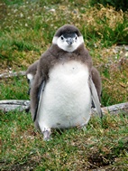 Colonia de ping&uuml;inos en Isla Martillo