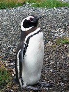 Colonia de ping&uuml;inos en Isla Martillo