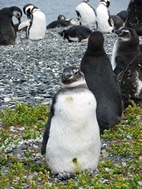 Colonia de ping&uuml;inos en Isla Martillo