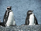 Colonia de ping&uuml;inos en Isla Martillo