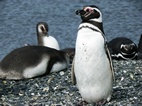 Colonia de ping&uuml;inos en Isla Martillo