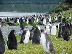 Colonia de ping&uuml;inos en Isla Martillo
