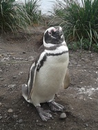 Colonia de ping&uuml;inos en Isla Martillo