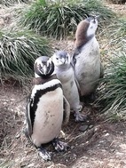 Colonia de ping&uuml;inos en Isla Martillo