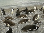 Colonia de ping&uuml;inos en Isla Martillo