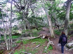 Senda costanera, Parque Nacional Tierra de Fuego