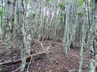 Senda costanera, Parque Nacional Tierra de Fuego