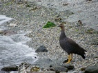 Bah&iacute;a de Lapataia, Parque Nacional Tierra de Fuego