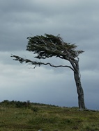 &Aacute;rboles bandera de camino a la Estancia Haberton