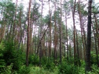 Ruta 7, Parque Nacional de Borjomi