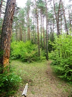 Ruta 7, Parque Nacional de Borjomi