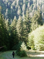 Ruta 6, Parque Nacional de Borjomi