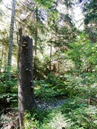 Parque Nacional de Borjomi