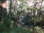Ruta 1, Parque Nacional de Borjomi