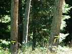 Parque Nacional de Borjomi, confluencia entre rutas 1 y 6