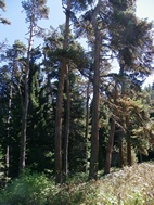 Parque Nacional de Borjomi