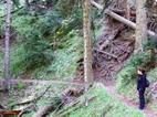 Ruta 1, Parque Nacional de Borjomi