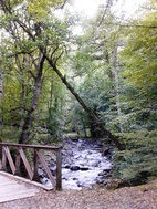 Camino hacia las Piscinas de aguas termales en Borjomi Mineral Water Park