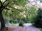 Ruta 6, Parque Nacional de Borjomi