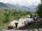Rebaño de ovejas invadiendo el camino en el valle de Truso