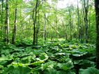 Biogradska Gora NP