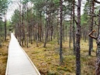 Viru Bog Nature Trail, Lahemaa NP