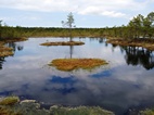 Viru Bog Nature Trail, Lahemaa NP