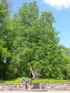 Lápida a Maija Roze, la Rosa de Turaida, en el castillo
