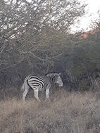 Mokolodi Nature Reserve