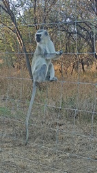 Gaborone Game Reserve