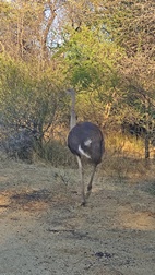 Gaborone Game Reserve