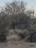 Mokolodi Nature Reserve