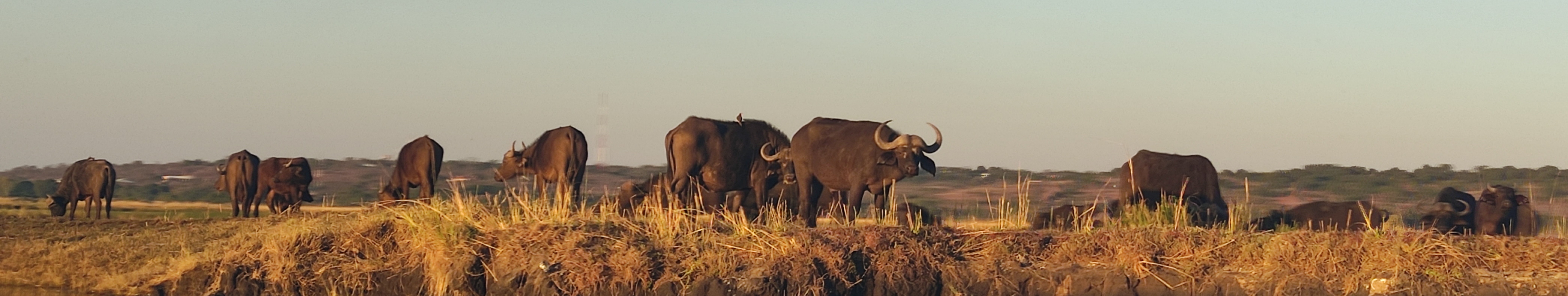 Game drive en Chobe National Park