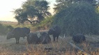 Game drive en Chobe National Park