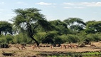 Manada de antlopes, Senyati Safari Camp