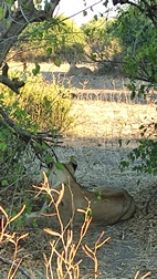 Leones en Chobe National Park