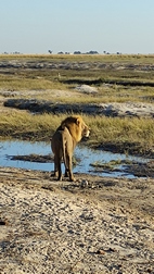 Game drive en Chobe National Park